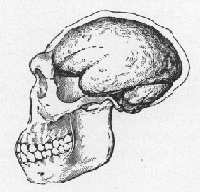 Illustration of Java Man scull. (Click on image to view larger.)